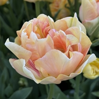Tulipan Charming Lady 8 løg